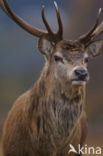 Edelhert (Cervus elaphus)