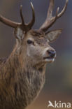 Edelhert (Cervus elaphus)