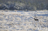 Red Deer (Cervus elaphus)