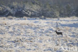 Red Deer (Cervus elaphus)