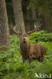 Red Deer (Cervus elaphus)