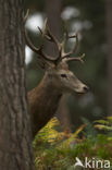 Red Deer (Cervus elaphus)