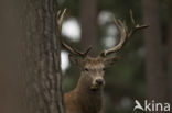 Red Deer (Cervus elaphus)