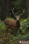 Red Deer (Cervus elaphus)