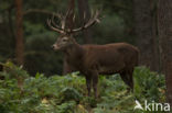 Red Deer (Cervus elaphus)