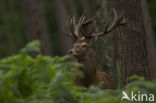 Red Deer (Cervus elaphus)