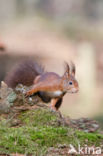 Eekhoorn (Sciurus vulgaris)