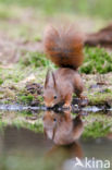 Eekhoorn (Sciurus vulgaris)