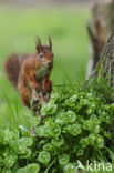 Eekhoorn (Sciurus vulgaris)