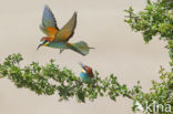 Europese Bijeneter (Merops apiaster)