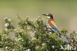 European Bee-eater (Merops apiaster)