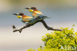 European Bee-eater (Merops apiaster)