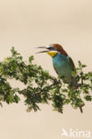 European Bee-eater (Merops apiaster)