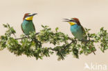 European Bee-eater (Merops apiaster)