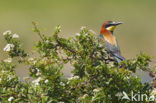 European Bee-eater (Merops apiaster)