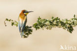 European Bee-eater (Merops apiaster)