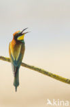 European Bee-eater (Merops apiaster)