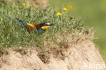 European Bee-eater (Merops apiaster)