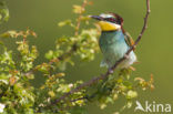 European Bee-eater (Merops apiaster)