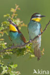 European Bee-eater (Merops apiaster)