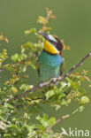 European Bee-eater (Merops apiaster)