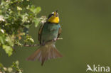 European Bee-eater (Merops apiaster)