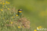 European Bee-eater (Merops apiaster)