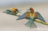 European Bee-eater (Merops apiaster)