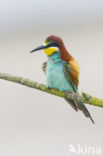 European Bee-eater (Merops apiaster)