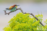 European Bee-eater (Merops apiaster)