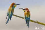 European Bee-eater (Merops apiaster)