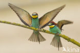 European Bee-eater (Merops apiaster)