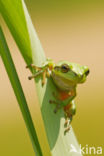 Europese boomkikker (Hyla arborea) 