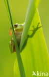 Europese boomkikker (Hyla arborea) 