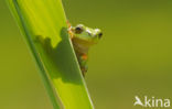 Europese boomkikker (Hyla arborea) 