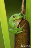 Europese boomkikker (Hyla arborea) 