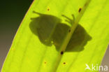 Europese boomkikker (Hyla arborea) 