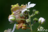 Europese boomkikker (Hyla arborea) 