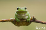 European Tree Frog (Hyla arborea)