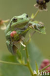 European Tree Frog (Hyla arborea)