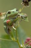 Europese boomkikker (Hyla arborea) 