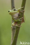 Europese boomkikker (Hyla arborea) 