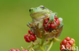 Europese boomkikker (Hyla arborea) 