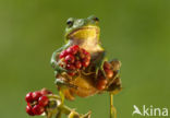 Europese boomkikker (Hyla arborea) 