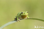 Europese boomkikker (Hyla arborea) 