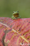 Europese boomkikker (Hyla arborea) 