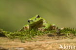 European Tree Frog (Hyla arborea)