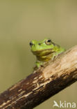 European Tree Frog (Hyla arborea)