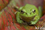 European Tree Frog (Hyla arborea)