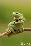 European Tree Frog (Hyla arborea)